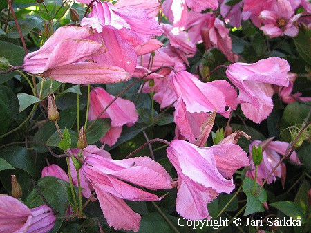 Clematis Integrifolia Aljonushka